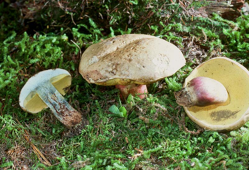 Caloboletus rubripes